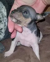 TriColor Girl, a female American Hairless Terrier for sale in Tulsa, OK – Photo 1 of 10