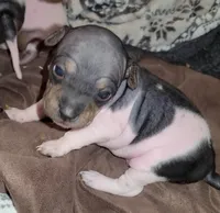 TriColor Girl, a female American Hairless Terrier for sale in Tulsa, OK – Photo 7 of 10