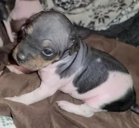 TriColor Girl, a female American Hairless Terrier for sale in Tulsa, OK – Photo 4 of 10