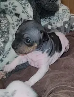 TriColor Girl, a female American Hairless Terrier for sale in Tulsa, OK – Photo 2 of 10