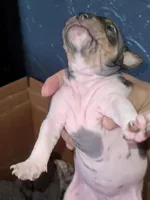 TriColor Girl, a female American Hairless Terrier for sale in Tulsa, OK – Photo 8 of 10