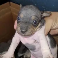 TriColor Girl, a female American Hairless Terrier for sale in Tulsa, OK – Photo 3 of 10