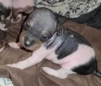 TriColor Girl, a female American Hairless Terrier for sale in Tulsa, OK – Photo 6 of 10