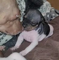 TriColor Girl, a female American Hairless Terrier for sale in Tulsa, OK – Photo 10 of 10