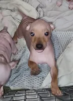 Boy B4, a male American Hairless Terrier for sale in Tulsa, OK – Photo 5 of 10