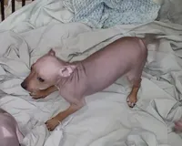Boy B4, a male American Hairless Terrier for sale in Tulsa, OK – Photo 10 of 10