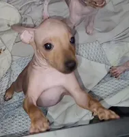 Boy B4, a male American Hairless Terrier for sale in Tulsa, OK – Photo 8 of 10