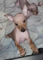 Boy B4, a male American Hairless Terrier for sale in Tulsa, OK – Photo 3 of 10