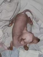 Boy B4, a male American Hairless Terrier for sale in Tulsa, OK – Photo 1 of 10