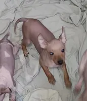 Boy B4, a male American Hairless Terrier for sale in Tulsa, OK – Photo 9 of 10