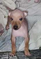 Boy B4, a male American Hairless Terrier for sale in Tulsa, OK – Photo 6 of 10
