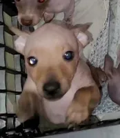 Boy B4, a male American Hairless Terrier for sale in Tulsa, OK – Photo 7 of 10