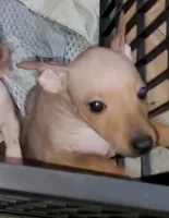 Boy B4, a male American Hairless Terrier for sale in Tulsa, OK – Photo 2 of 10