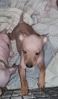 Boy B4, a male American Hairless Terrier for sale in Tulsa, OK – Photo 4 of 10
