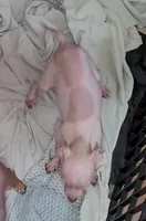 Piebald Boy 02, a male American Hairless Terrier for sale in Tulsa, OK – Photo 3 of 5