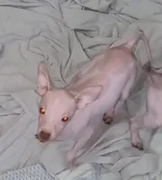 Piebald Boy 02, a male American Hairless Terrier for sale in Tulsa, OK – Photo 1 of 5