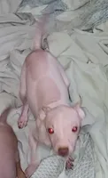 Piebald Boy 02, a male American Hairless Terrier for sale in Tulsa, OK – Photo 2 of 5
