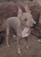 Dexter, a male American Hairless Terrier for sale in Tulsa, OK – Photo 1 of 8