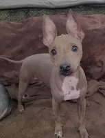 Dexter, a male American Hairless Terrier for sale in Tulsa, OK – Photo 3 of 8