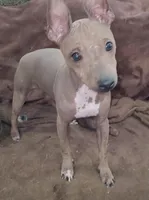 Dexter, a male American Hairless Terrier for sale in Tulsa, OK – Photo 6 of 8