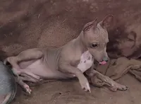 Dexter, a male American Hairless Terrier for sale in Tulsa, OK – Photo 2 of 8