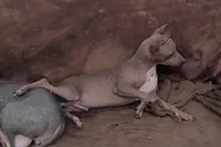 Dexter, a male American Hairless Terrier for sale in Tulsa, OK – Photo 4 of 8