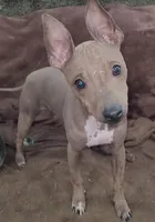 Dexter, a male American Hairless Terrier for sale in Tulsa, OK – Photo 5 of 8