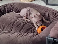 Dexter, a male American Hairless Terrier for sale in Tulsa, OK – Photo 7 of 8