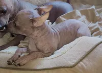 Loki, a male American Hairless Terrier for sale in Tulsa, OK – Photo 8 of 10