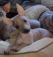 Loki, a male American Hairless Terrier for sale in Tulsa, OK – Photo 7 of 10