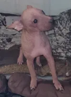 Loki, a male American Hairless Terrier for sale in Tulsa, OK – Photo 10 of 10