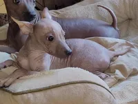 Loki, a male American Hairless Terrier for sale in Tulsa, OK – Photo 6 of 10
