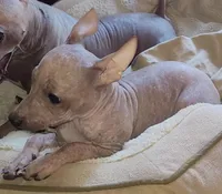 Loki, a male American Hairless Terrier for sale in Tulsa, OK – Photo 4 of 10