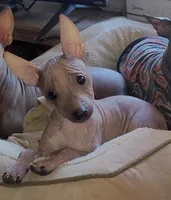 Loki, a male American Hairless Terrier for sale in Tulsa, OK – Photo 5 of 10