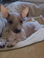 Loki, a male American Hairless Terrier for sale in Tulsa, OK – Photo 3 of 10