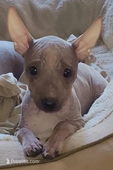Loki, a male American Hairless Terrier for sale in Tulsa, OK – Photo 1 of 10