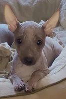 Loki, a male American Hairless Terrier for sale in Tulsa, OK – Photo 1 of 10