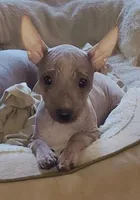 Loki, a male American Hairless Terrier for sale in Tulsa, OK – Photo 2 of 10