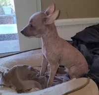 Loki, a male American Hairless Terrier for sale in Tulsa, OK – Photo 9 of 10