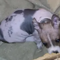 Piebald Boy, a male American Hairless Terrier for sale in Tulsa, OK – Photo 2 of 3