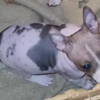 Piebald Boy, a male American Hairless Terrier for sale in Tulsa, OK – Photo 1 of 3