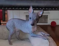 Jax, a male American Hairless Terrier for sale in Tulsa, OK – Photo 1 of 10