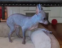 Jax, a male American Hairless Terrier for sale in Tulsa, OK – Photo 2 of 10