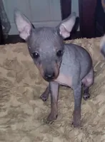 Jax, a male American Hairless Terrier for sale in Tulsa, OK – Photo 10 of 10