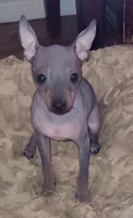 Jax, a male American Hairless Terrier for sale in Tulsa, OK – Photo 9 of 10