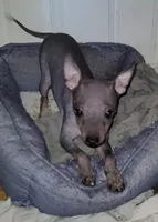 Jax, a male American Hairless Terrier for sale in Tulsa, OK – Photo 8 of 10