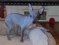 Jax, a male American Hairless Terrier for sale in Tulsa, OK – Photo 3 of 10