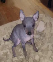 Jax, a male American Hairless Terrier for sale in Tulsa, OK – Photo 4 of 10