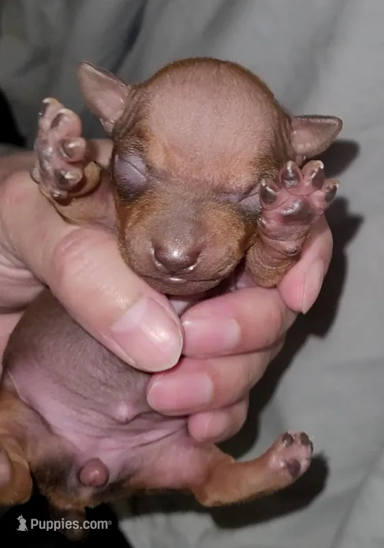 Chocolate Brown Girl