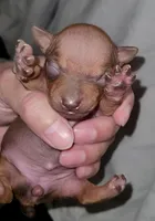 Chocolate Brown Girl, a female American Hairless Terrier for sale in Tulsa, OK – Photo 1 of 7